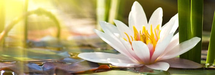 Chiropractic Maplewood MN Wellness Flower Chiropractic Maplewood MN Wellness Flower