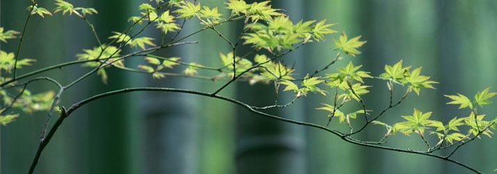 Chiropractic Maplewood MN Wellness Tree Chiropractic Maplewood MN Wellness Tree